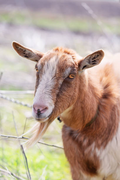 istock Portrait of a funny white and red goat 1321051355