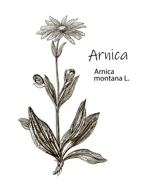Vector illustration of Vector hand drawn herb. Botanical plant illustration. Vintage medicinal herb sketch. Arnica