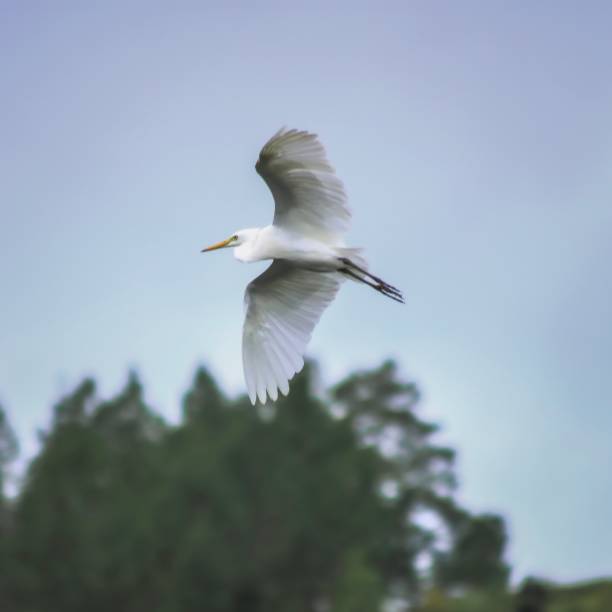 istock White Stork Enjoying The Afternoon Sun 1321055076