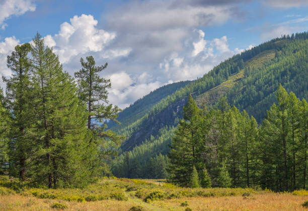 istock Mountain valley, green forests. Sunny summer day, blue sky with clouds. 1321055601