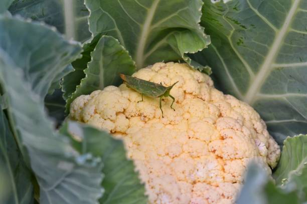Grasshopper on the flowers of cabbage. Grasshopper on the flowers of cabbage in the vegetable plots. poisonous grasshopper pictures stock pictures, royalty-free photos & images