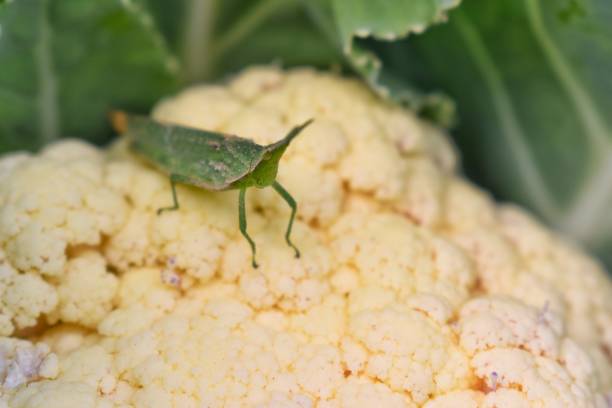 Grasshopper on the flowers of cabbage. Grasshopper on the flowers of cabbage in the vegetable plots. poisonous grasshopper pictures stock pictures, royalty-free photos & images