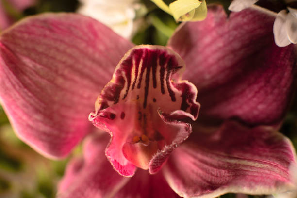 istock Red orchid flower close up. Selective focus. Summer, spring, holiday background. Greeting card 1321057489