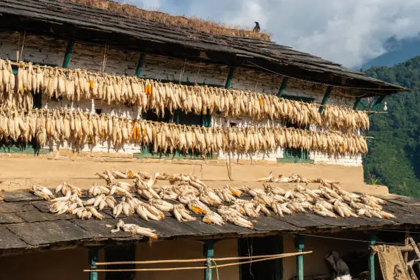 Photo of Rows of corn cobs hanging outside the local house in Ghandruk village of Nepal.