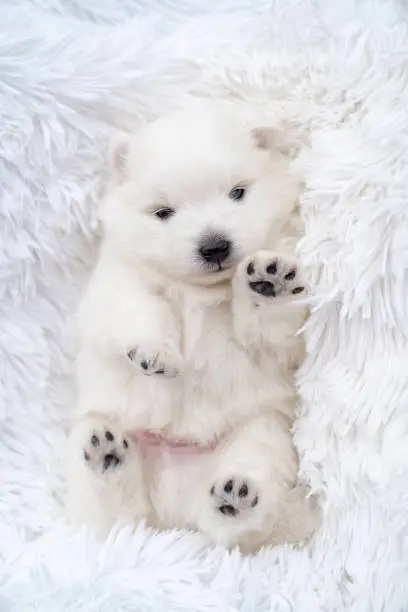 Photo of Japanese spitz puppy lies with his feet at the top on a fluffy white coverlet.