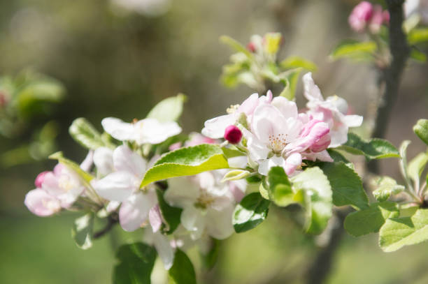istock Beautiful flowers on a branch of an apple tree 1321059102