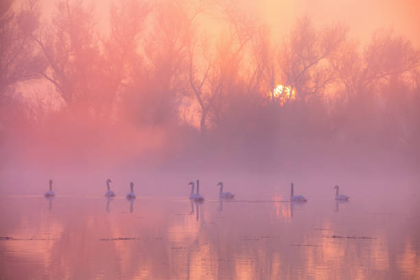 Winter foggy morning on the Swan Lake near my home.