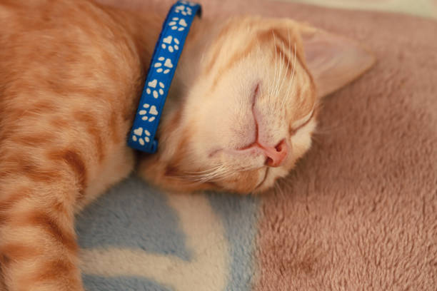 istock Happily sleeping orange cat with a blue collar 1321059193