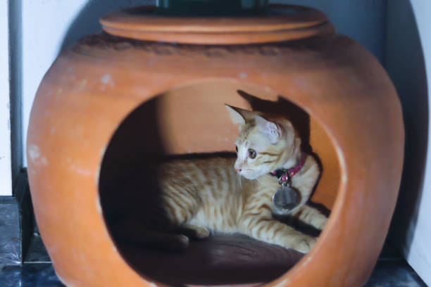 An orange cat lying in a jar made of soil, to cool off in a hot day in summer, Thailand.
