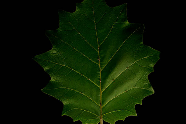 istock Leaf closeup showing its defensive thorns an spikes for protection from animals and insets wanting to feed on the fleshy part of the leaves Asia 1321060106