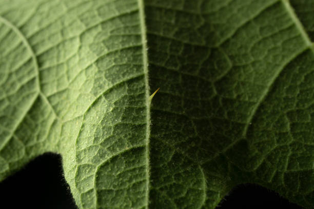 istock Leaf closeup showing its defensive thorns an spikes for protection from animals and insets wanting to feed on the fleshy part of the leaves Asia 1321060133