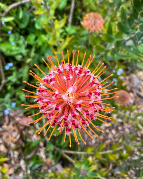 Closeup of Pincushion flower, Leucospermum Carnival Red, grows on a drought tolerant shrub which blooms in the spring, and the flowers make a good cut flower.
