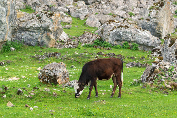 istock Cows graze in a high mountain green meadow 1321062478