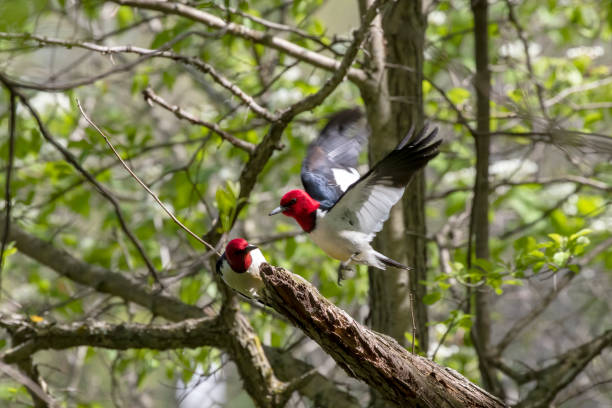 istock Red-headed Woodpecker, birds in spring in the park during nesting 1321062508