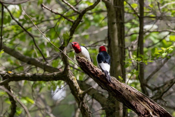 istock Red-headed Woodpecker, birds in spring in the park during nesting 1321062514