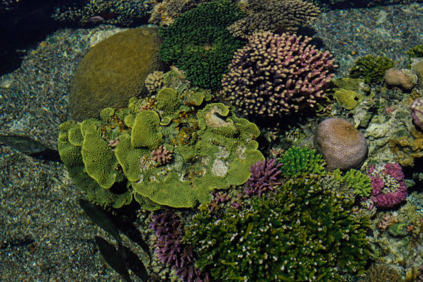 istock Underwater coral reef in red sea 1321062680