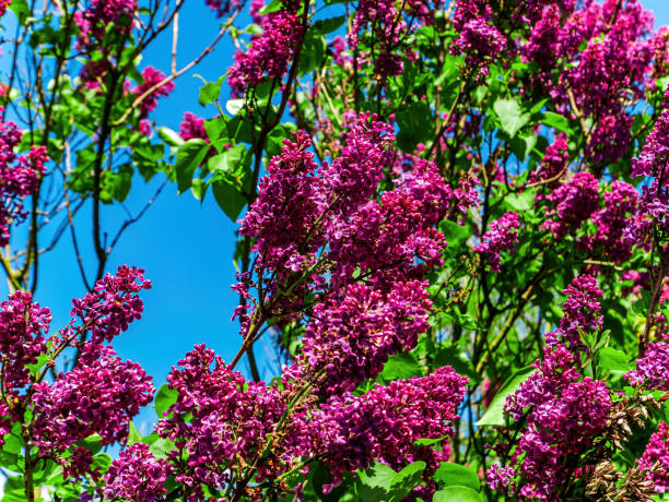 istock Burgundy flowers of spring flowering lilac tree. 1321065621