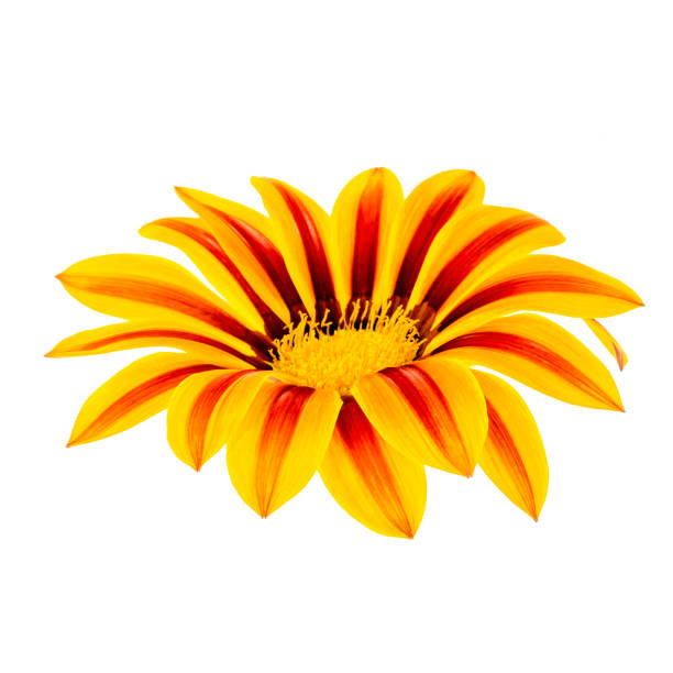 Yellow Daisy, Marguerite, Bellis Perennis