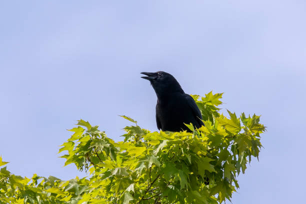 木の上に座るアメリカのカラス(コルヴァス・ブラキリンチョス) - common blackbird ストックフォトと画像