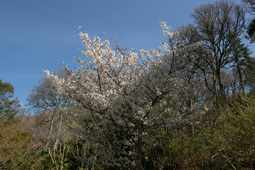 Prunus is a Spring Flowering Deciduous Tree