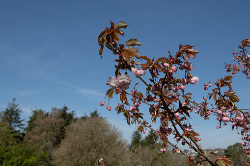 Prunus is a Spring Flowering Deciduous Tree