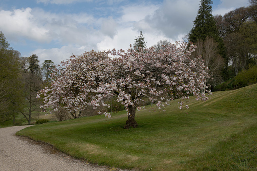 Prunus is a Spring Flowering Deciduous Tree