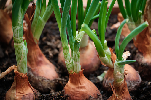 Sprouted onions grow in a flower pot. Garden on the balcony. Growing seasonal greenery at home.