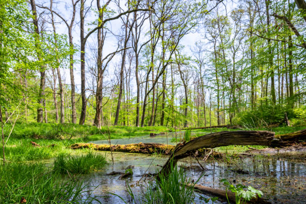 beauty in nature