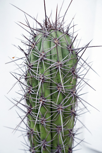 Trichocereus Cactus with cactus thorns with white spotted wall as background.
