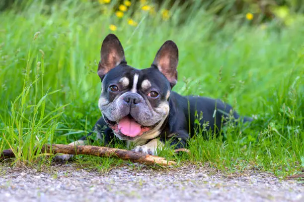 Happy little dog lying panting with a stick that it has been chasing outdoors in the lush green grass of a park or garden in spring