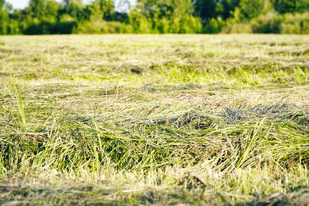 Windrows of alfalfa (hay)