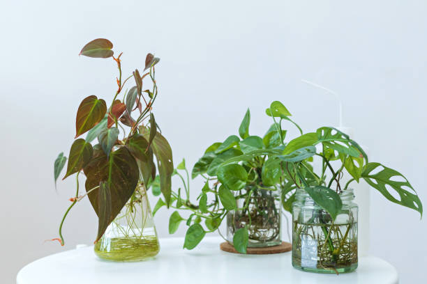istock Various different tropical houseplants in flower pots display at home 1321068787