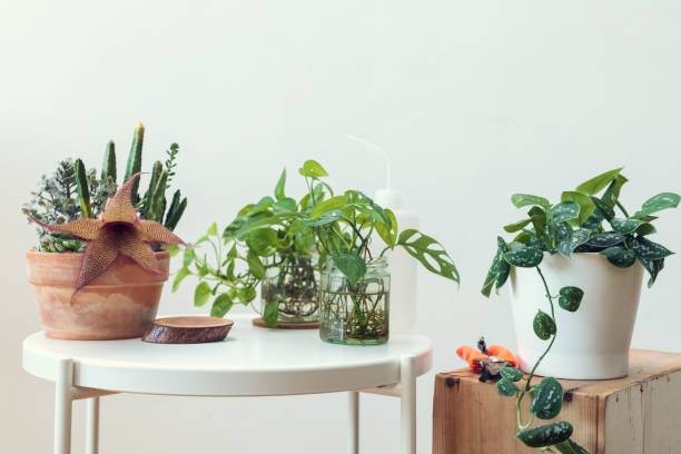 istock Various different tropical houseplants in flower pots display at home 1321068816