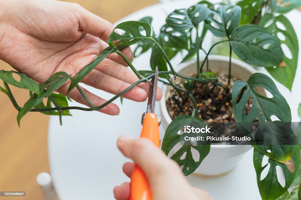 Repotting houseplants Close up Asian woman standing and potting plant at home during weekend leisure Cutting Stock Photo