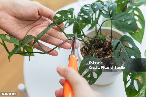Repotting Houseplants Stock Photo - Download Image Now - Cutting, Houseplant, Leaf
