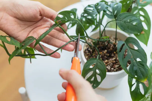 Close up Asian woman standing and potting plant at home during weekend leisure