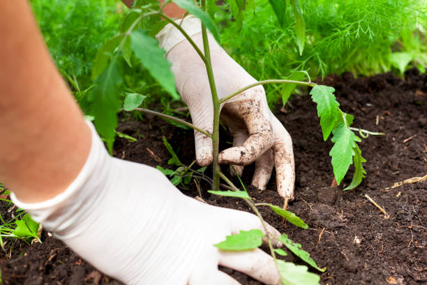 istock Woman hands planting young tomato plant 1321069381
