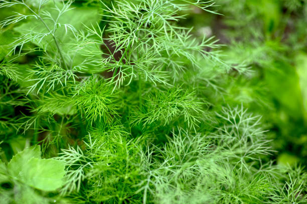 Green organic dill growing outdoors. Close-up. stock photo