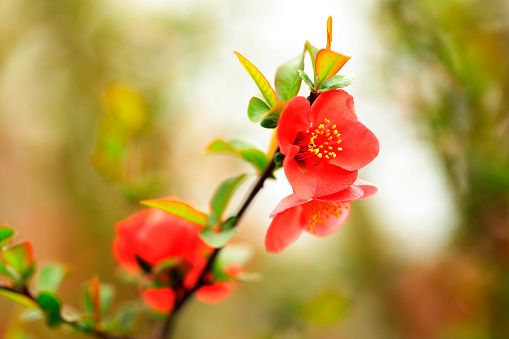 Close-up of red petal from a flower. extreme macro shot.