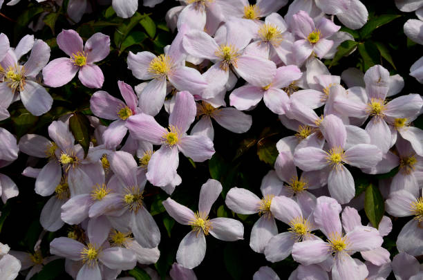 istock It is a fast growing, deciduous climber that is great for growing along hedges, through trees or up houses. During mid late Spring, flowers made up of 4 dusty pink petals and golden-yellow stamen 1321070058