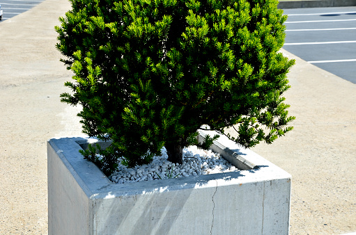 taxus bacata yew red ball shaped green in concrete flower pot adornment garden pebbles pebbles white limestone marble, taxus bacata