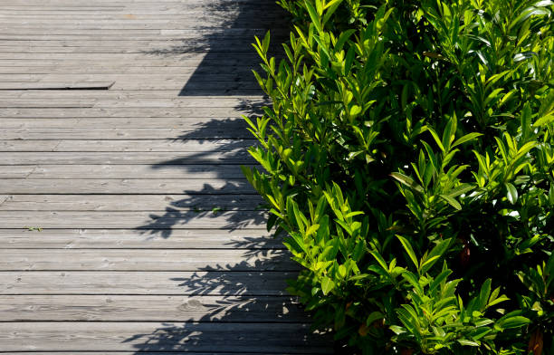 An evergreen shrub in front of a fence of light wood planks will improve the opacity of the street An evergreen shrub in front of a fence of light wood planks will improve the opacity of the street, prunus laurocerasus novita, caucasica ivy tree bark wood stock pictures, royalty-free photos & images