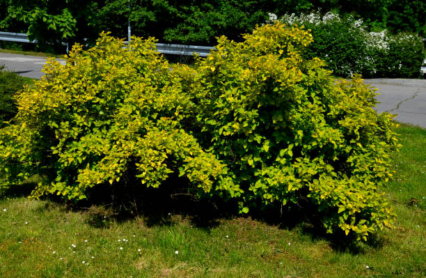 This bright yellow melt forms a tall, decaying shrub with strongly overhanging branches. The basic shoots develop upright, the annual shoots are slightly hairy. Bark Yellow green leaves , physocarpus opulifolius, luteus este derretimiento amarillo brillante forma un arbusto alto y en descomposición con ramas fuertemente sobresalientes. los brotes básicos se desarrollan en posición vertical, los brotes anuales son ligeramente peludos. corteza hojas verdes amarillas