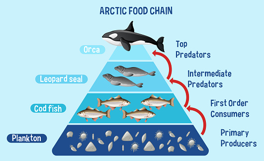 Diagram showing Arctic food chain for education illustration