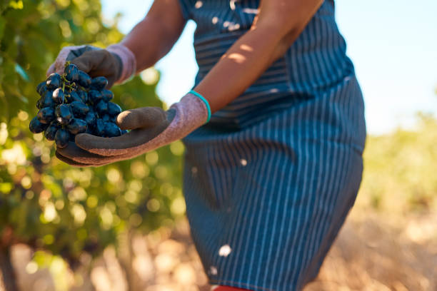 Every great story starts with fermented grapes