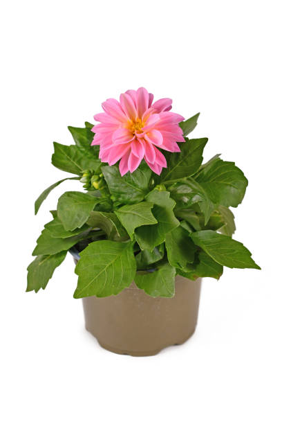 istock Potted pink Dahlia flower plant on white background 1321073406