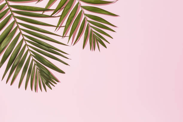 istock Chico leaves on a pink background with copy space 1321073485