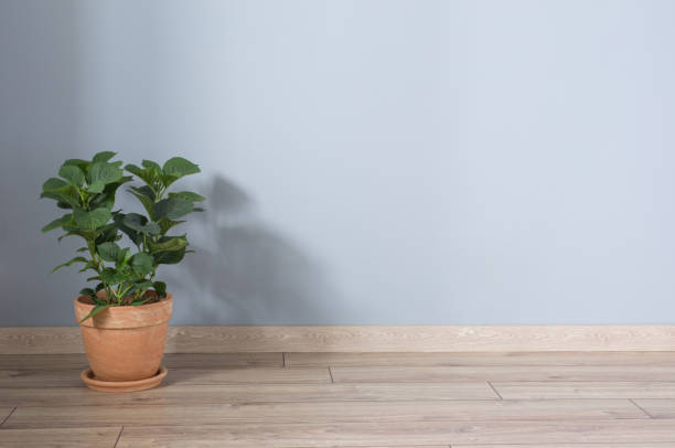 istock hydrangea in terracotta  pots on wooden floor indoor 1321074424