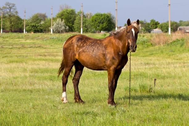 istock closeup brown horse 1321074689