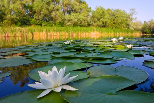 river with white lilies